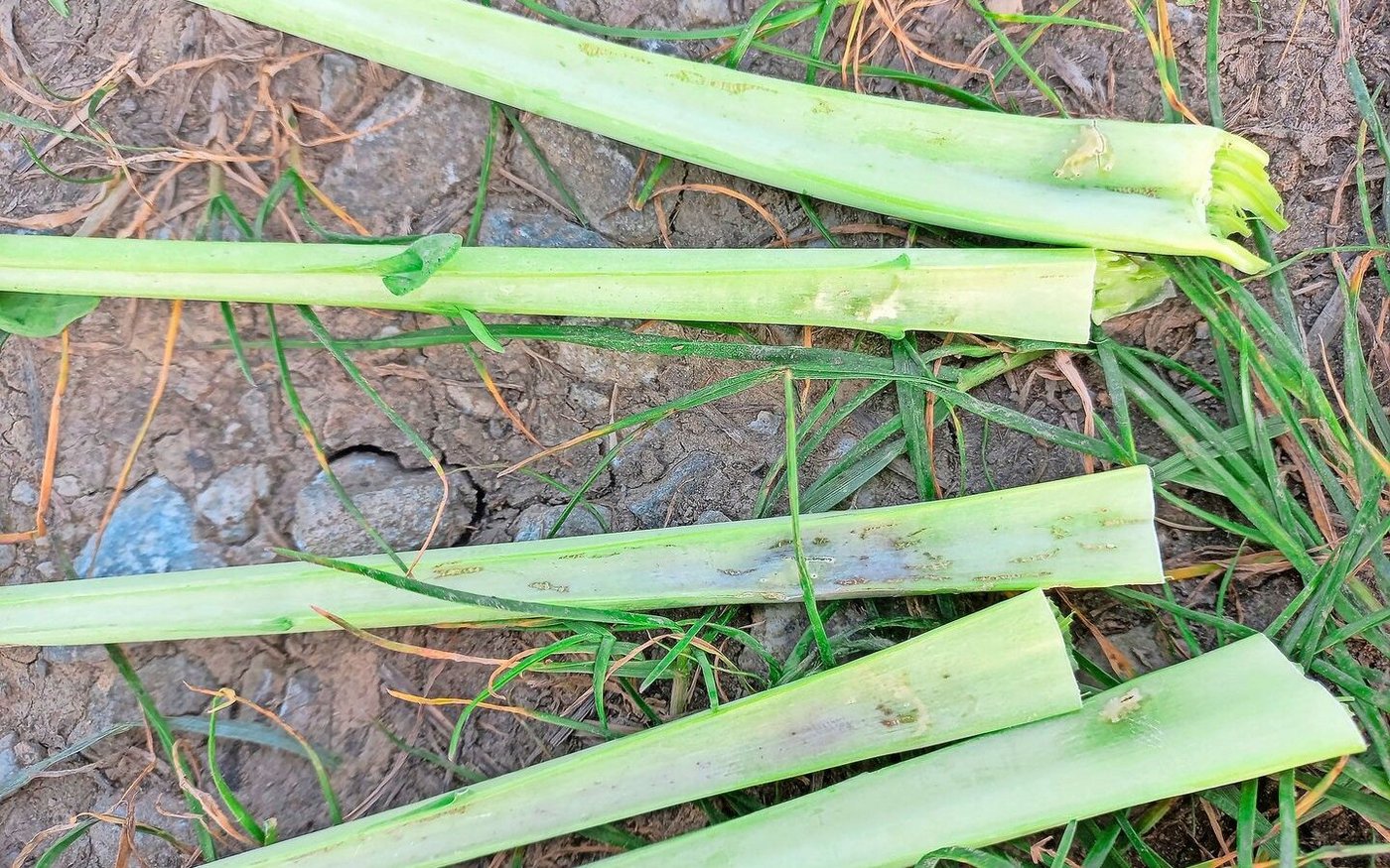 Einstiche Rapserdfloh und Larvengänge.