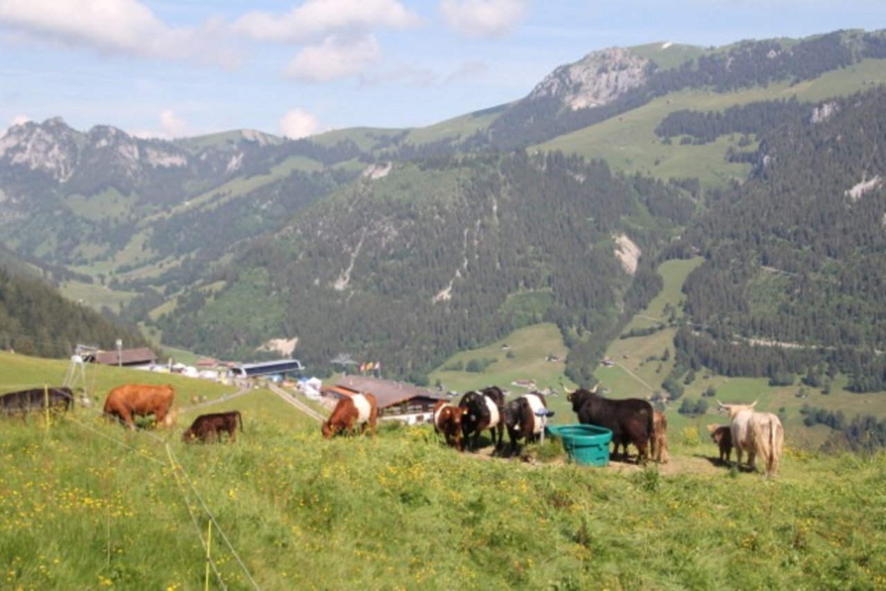 Buntes Kuh-Allerlei an der ersten Alpen-Beef. (Bild Mutterkuh Schweiz)