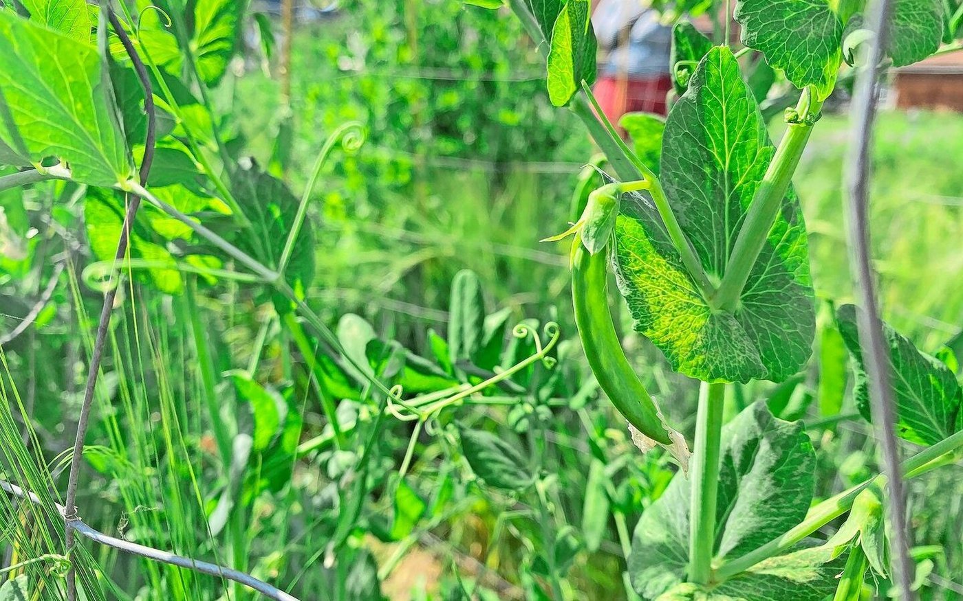 Besonders Erbsen und Ackerbohnen sind gemäss FiBL von Leguminosenmüdigkeit betroffen. Soja hingegen trage nicht zu deren Bildung bei.