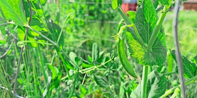 Besonders Erbsen und Ackerbohnen sind gemäss FiBL von Leguminosenmüdigkeit betroffen. Soja hingegen trage nicht zu deren Bildung bei.
