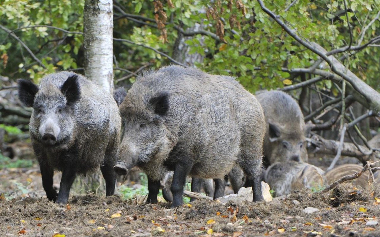 Wildschweine sind Überträger der Afrikanischen Schweinepest.