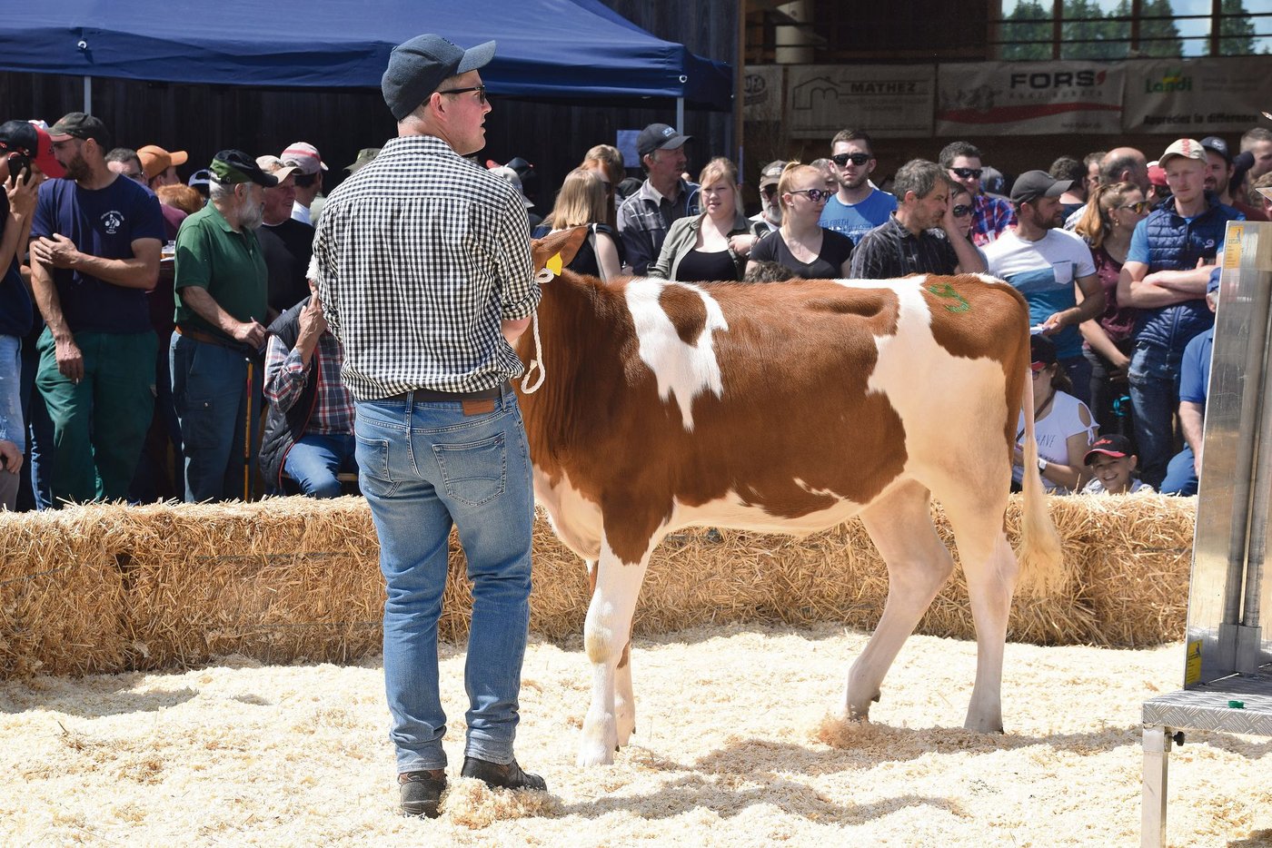 Das SF-Rind Les Richard Florino Swamira (geb. September 2020) galt 4700 Franken.