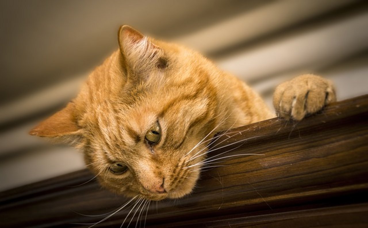 Wilde Katzen vermehren sich sehr schnell. (Bild pixabay)