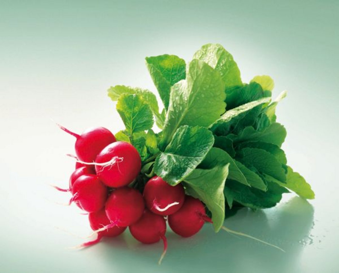Den charakteristischen, scharf-herben Geschmack verleiht den Radieschen das Senföl. (Bild: zVg)