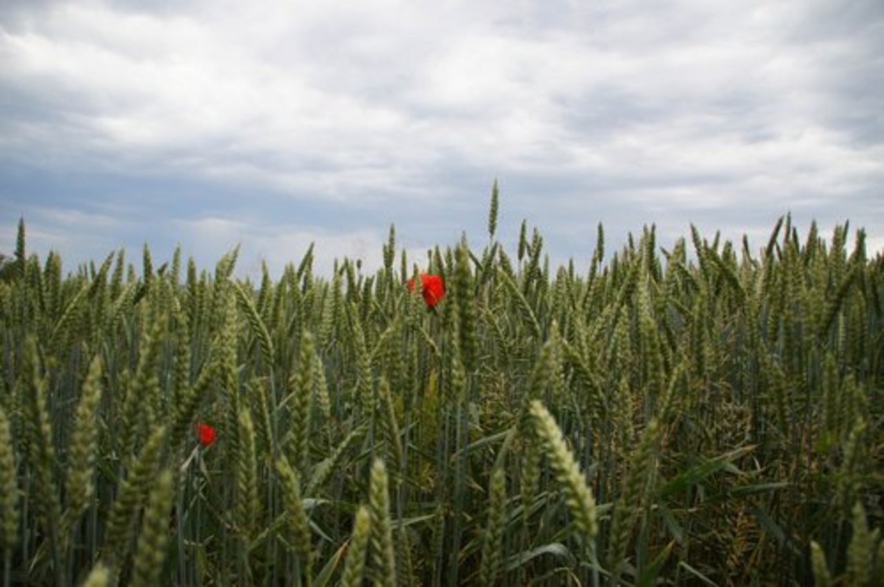 Steigen Ackerbauern auf Bio um, so wird die Biodiversität teilweise erhöht. (Bild: ji)