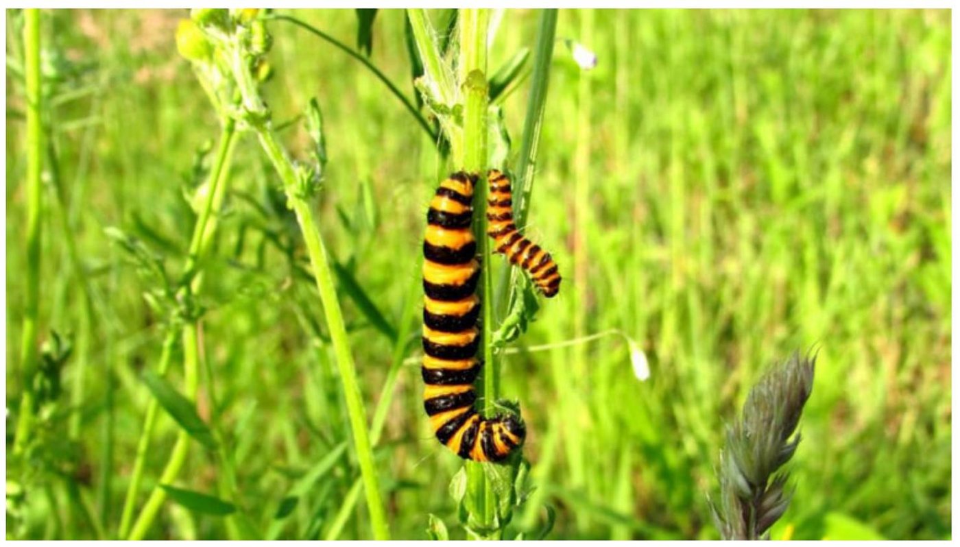 Raupe des Blutbären. (Bildquelle: pixabay.de / Domenic Blair) 