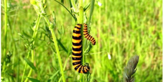 Raupe des Blutbären. (Bildquelle: pixabay.de / Domenic Blair) 