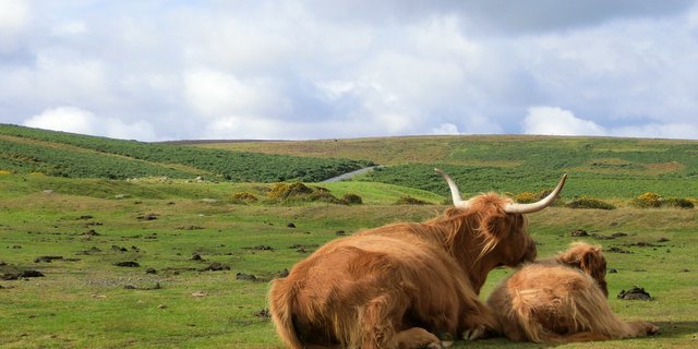 Welche Folgen Brexit auf die britische Landwirtschaft haben wird, ist noch schwer abschätzbar. (Bild Pixabay)