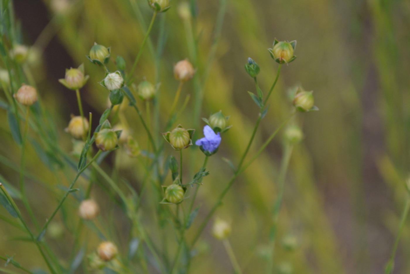 Faserlein, eine Pflanze, die es auch bei uns gibt.