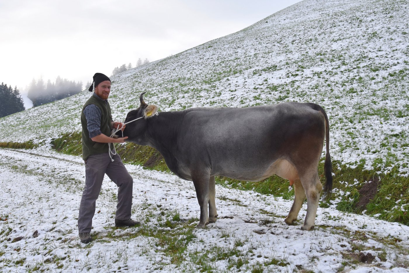 Simon Jegerlehner führt die Maloya, einer Tochter des Stieres Heli, vor. (Bild noe)