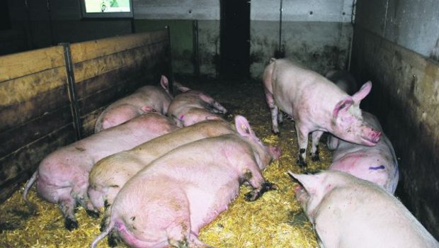 Trotz vieler Vorschriften und hohem Tierwohl ist Schweinefleisch gemäss dem Detailhandel bei den Konsumenten immer weniger beliebt.(Bild Peter Fankhauser)