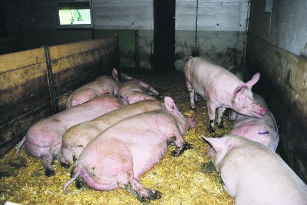 Trotz vieler Vorschriften und hohem Tierwohl ist Schweinefleisch gemäss dem Detailhandel bei den Konsumenten immer weniger beliebt.(Bild Peter Fankhauser)
