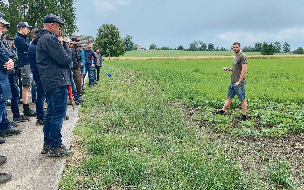 Besichtigung der Bohnen und Hirsen (oben) Ende Juni, wo auch Komposttee eingesetzt wird. Die Parzellen wurden gestriegelt, später sei auch ein Hackdurchgang nötig, erklärt Betriebsleiter Adrian Rubi (r.).