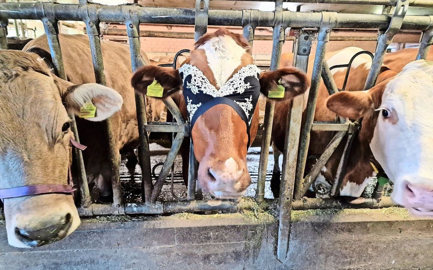 Aus der Schublade der Bäuerin: ein ausgedienter BH. Er muss transparent sein. Sonst muss ein entsprechender Einsatz eingenäht werden.   