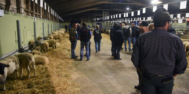 Besucher des Widdermarkts begutachten die ausgestellten Tiere. (Bilder Andreas Walker)