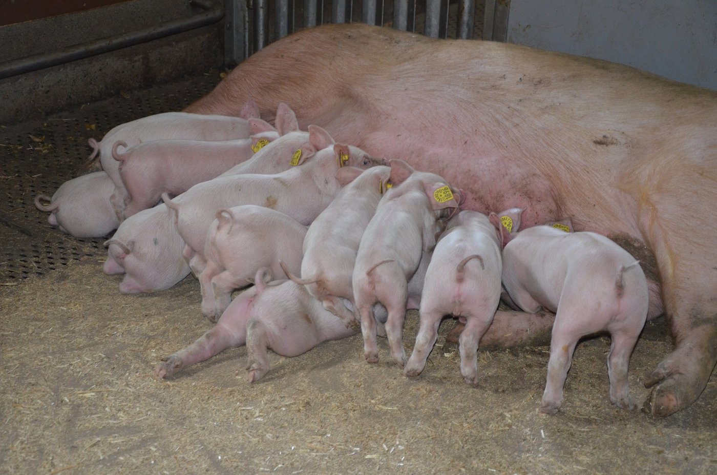 (Symbolbild Aline Küenzi)