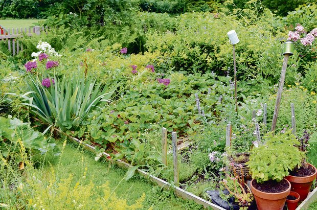 Permakultur: «Die Sonne ist der Motor» Kleinstrukturierte, unterschiedliche Biotope, immer bedeckte Böden: Das sind Merkmale der Permakultur.(Bild Adobe Stock)