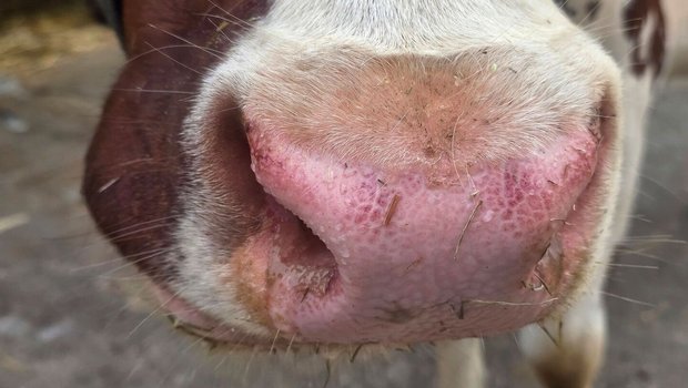 Wer Kühe im Stall mit solchen Nasen hat, muss den Tierarzt kontaktieren. Blauzunge ist weiterhin meldepflichtig. 