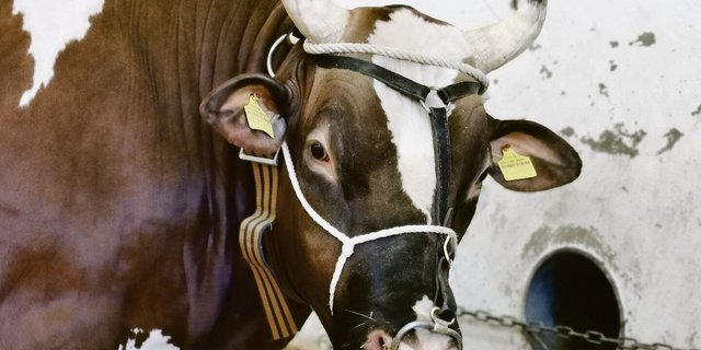 Die alten Hallen bleiben zu. Auch die grossen Stiere werden draussen angebunden.