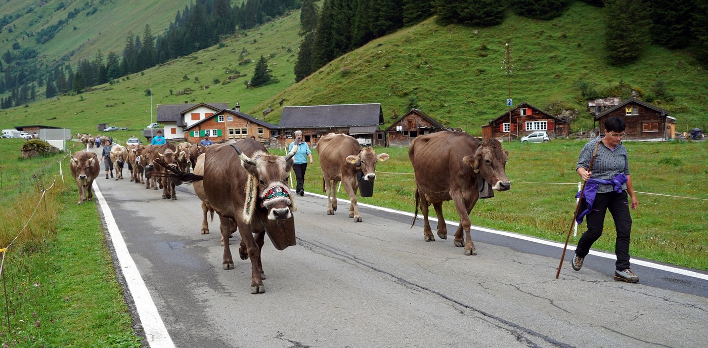 Unterwegs von der Oberstäfel auf den Urnerboden: Die «Bodäfahrt» fand am Dienstag statt, nun weidet das Vieh noch eine Weile auf dem Urnerboden. (Bilder Franz Imholz)