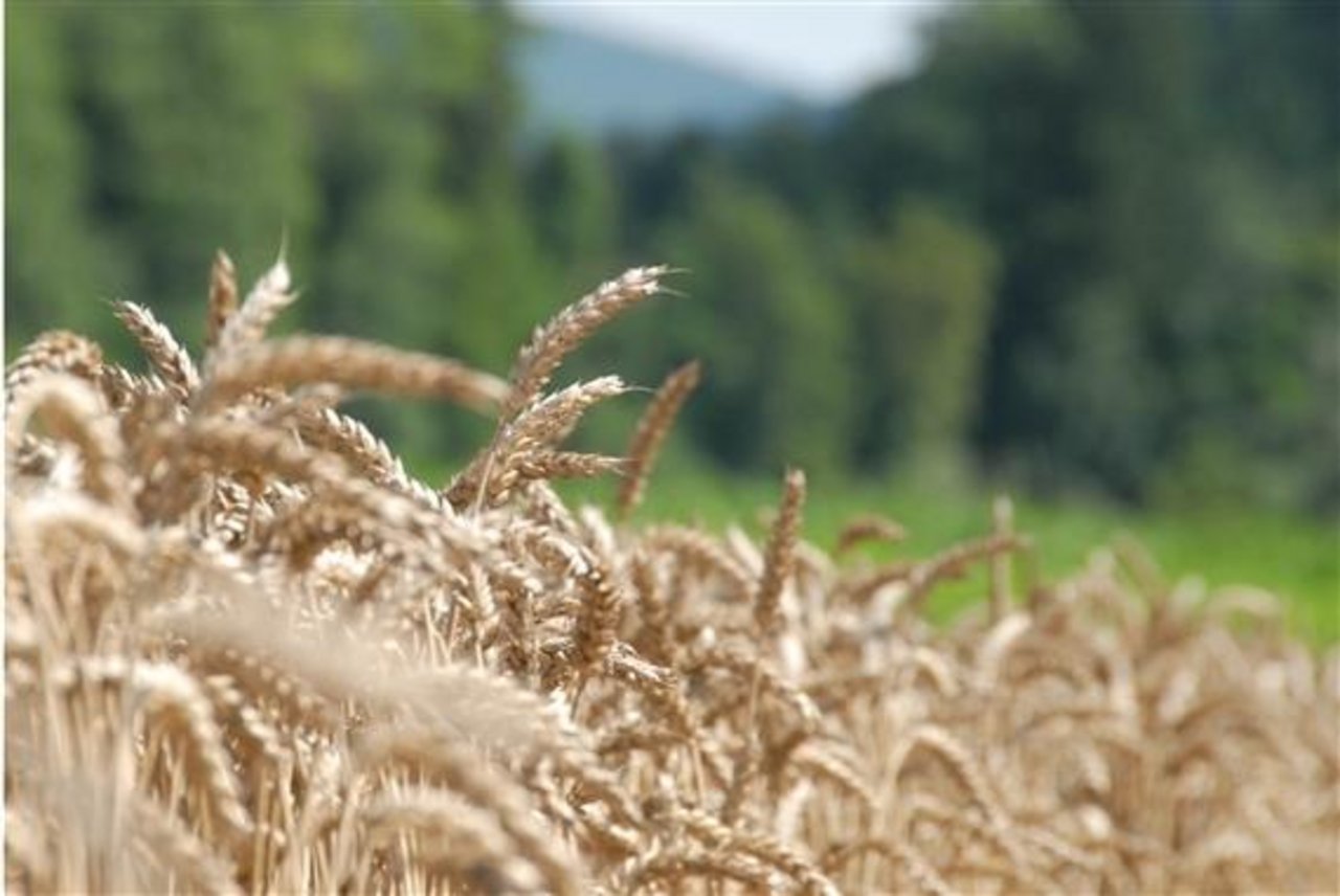 Alte Weizensorten haben laut neuen Forschungsergebnissen vor allem unter Nährstoffmangelbedingungen im Vergleich zu aktuellen Züchtungen die Nase vorn. (Bild BauZ)