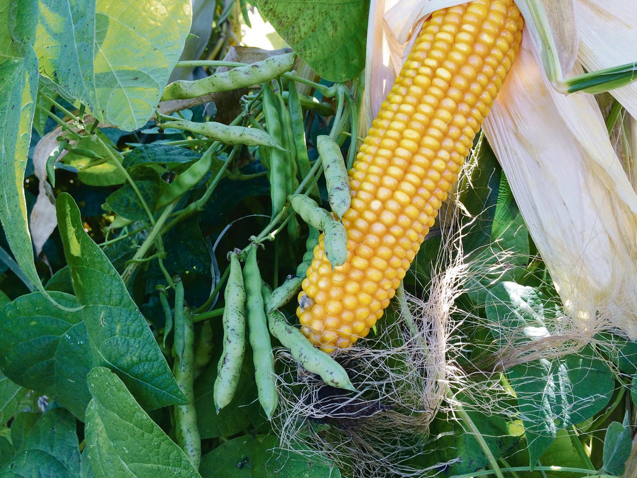 Mais und Bohnen werden vermehrt als Mischkultur für die Rindviehfütterung angepflanzt. An der Herbsttagung vom LZ Liebegg kann ein Versuch besichtigt werden. (Bild Andrea Zemp)