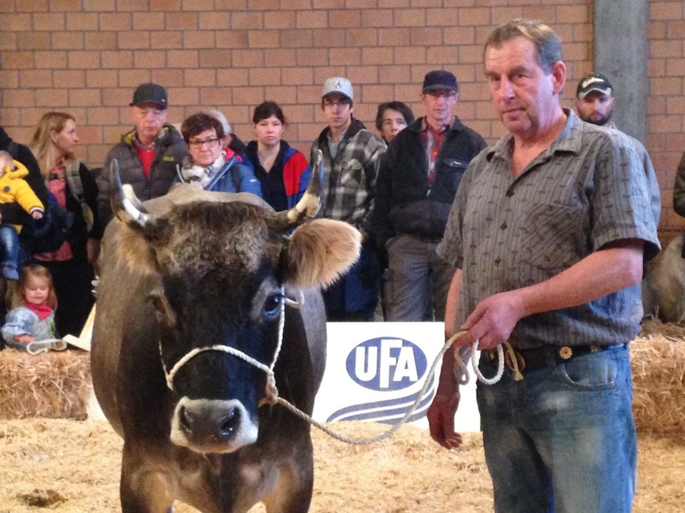 Diokus Halona ist die Kuh mit dem schönsten Kopf. Sie gehört Franz Guntern aus Binn VS.