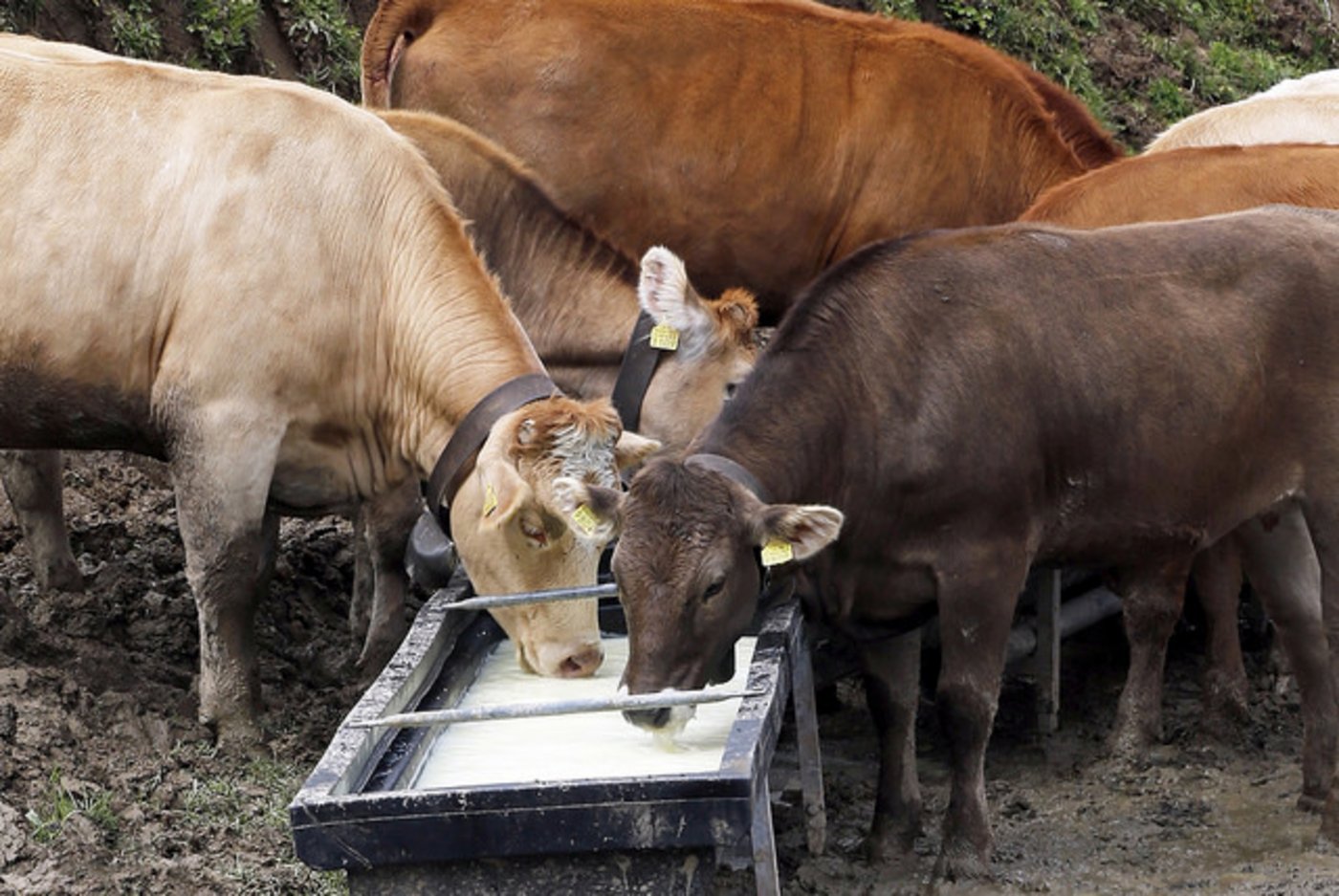 Rinder auf einer Schweizer Alp verwerten Molke. (Bild Agroscope, Raphaël Remund)