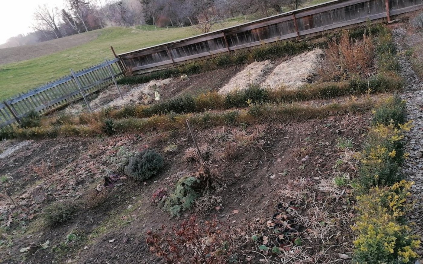 Früher schlossen niedrige Buchsbüsche die Beete ab. Der Buchsbaumzünsler machte ihnen aber schwer zu schaffen.