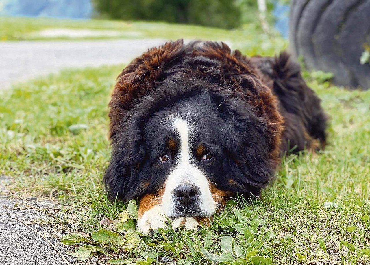 Ein guter Grundgehorsam ist angebracht für alle Hunde – egal ob im Haus oder auf dem Hof. (Bild Sarah Henggeler)