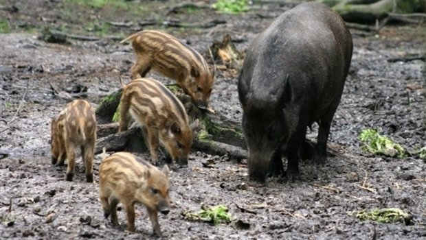 Wildschweinfamilien breiten sich über Polen aus. (Symbolbild BauZ)