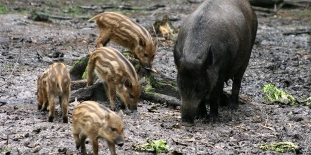 Wildschweinfamilien breiten sich über Polen aus. (Symbolbild BauZ)