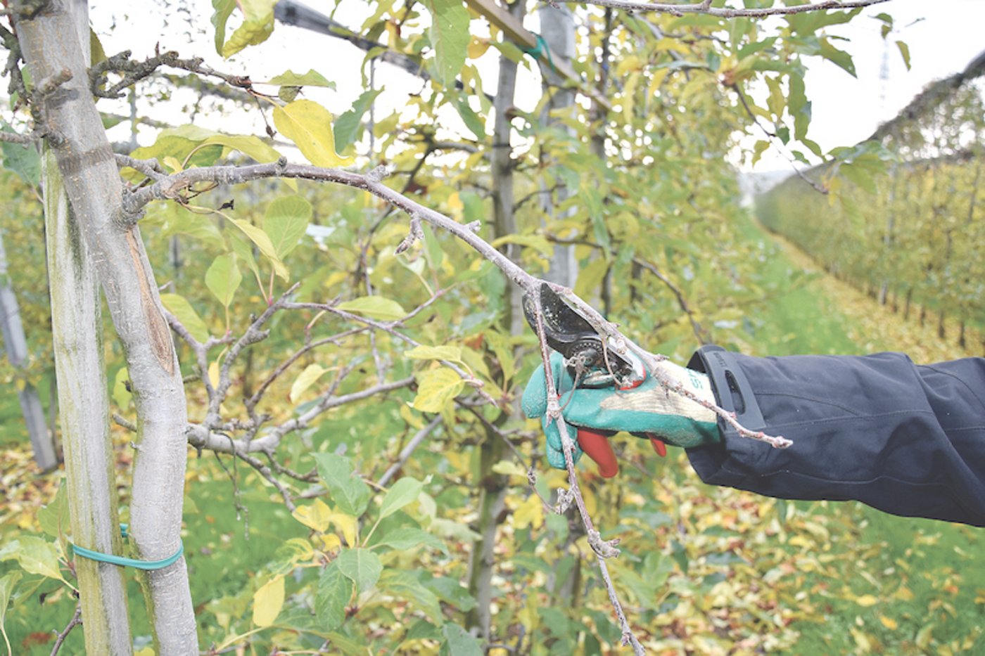 Zum Verjüngen des Fruchtholzes schneidet man alle herabhängenden, abgetragenen Zweige auf einen jüngeren, vitalen Austrieb zurück. 