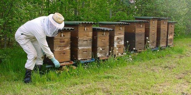 Insbesondere in den Haupterzeuger- und Exportnationen in Süd- und Osteuropa blieb ein Preisanstieg beim Honig aus. (Symbolbild Agroscope)