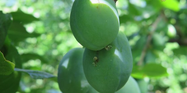 Die Larven des Pflaumenwicklers werden bald aktiv. Larvizide müssen beim Schlupf eingesetzt werden. (Bild zVg)