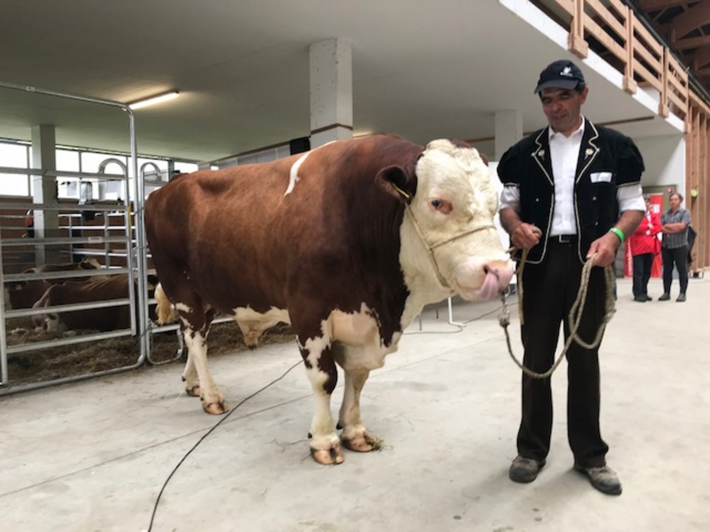 Biozüchter Hans Braun präsentiert seinen 7-jährigen SF-Stier Adi und dessen Nachzucht. (Bild akr)