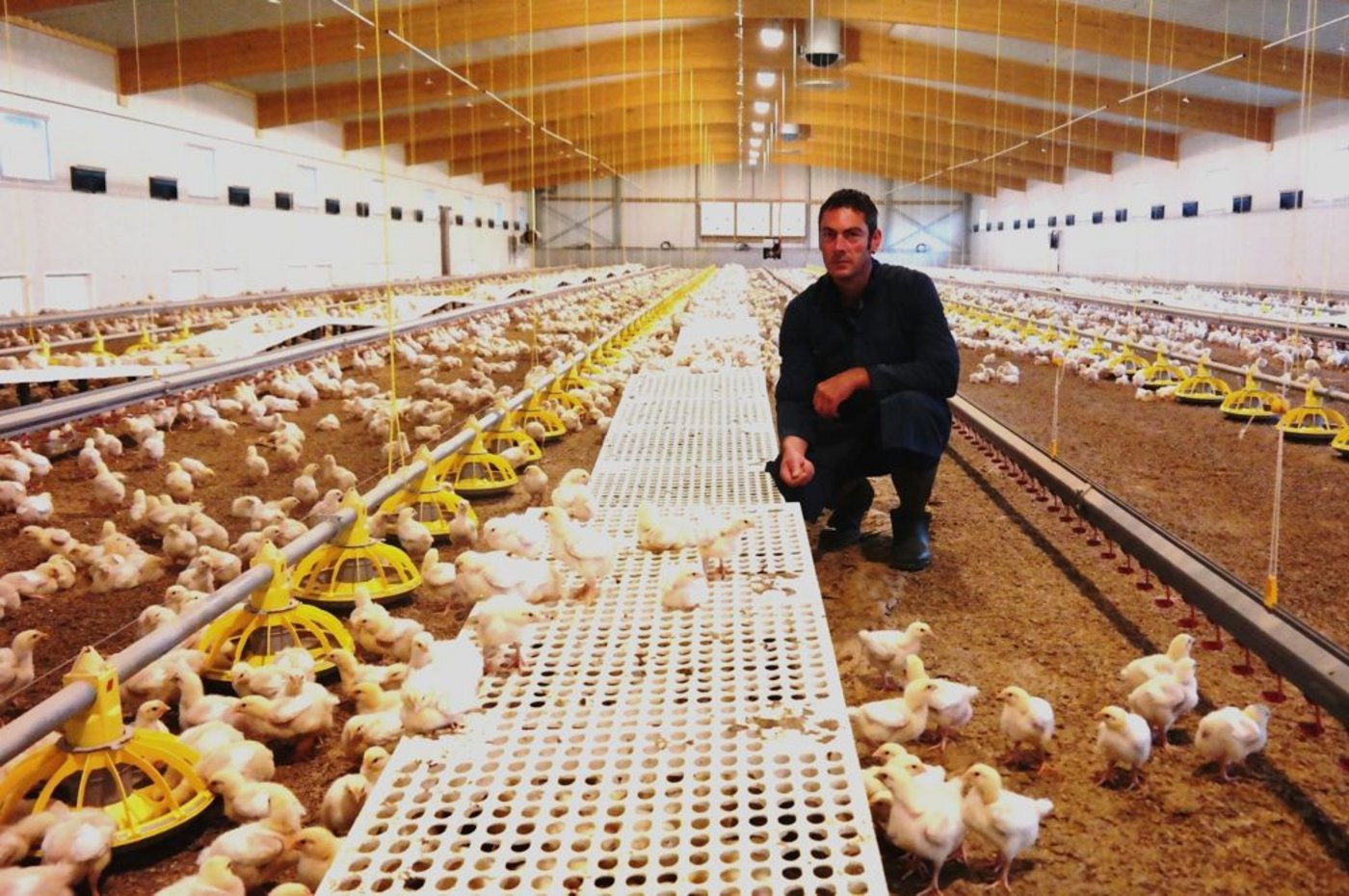 Der Freiämter Hanspeter Grod in der grosszügigen Pouletmasthalle mit gedecktem Auslauf. Insgesamt haben Grods 1,1 Mio Franken in die Pouletmast investiert. (Bild: Josef Kottmann)