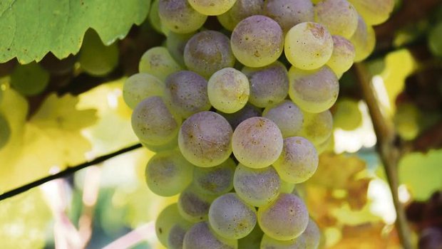 Die Sanovita-Produkte sollen dazu beitragen, dass es auch ohne synthetischen Pflanzenschutz möglich wird, gesunde Trauben wie hier der Räuschling zu produzieren. (Bilder romü)