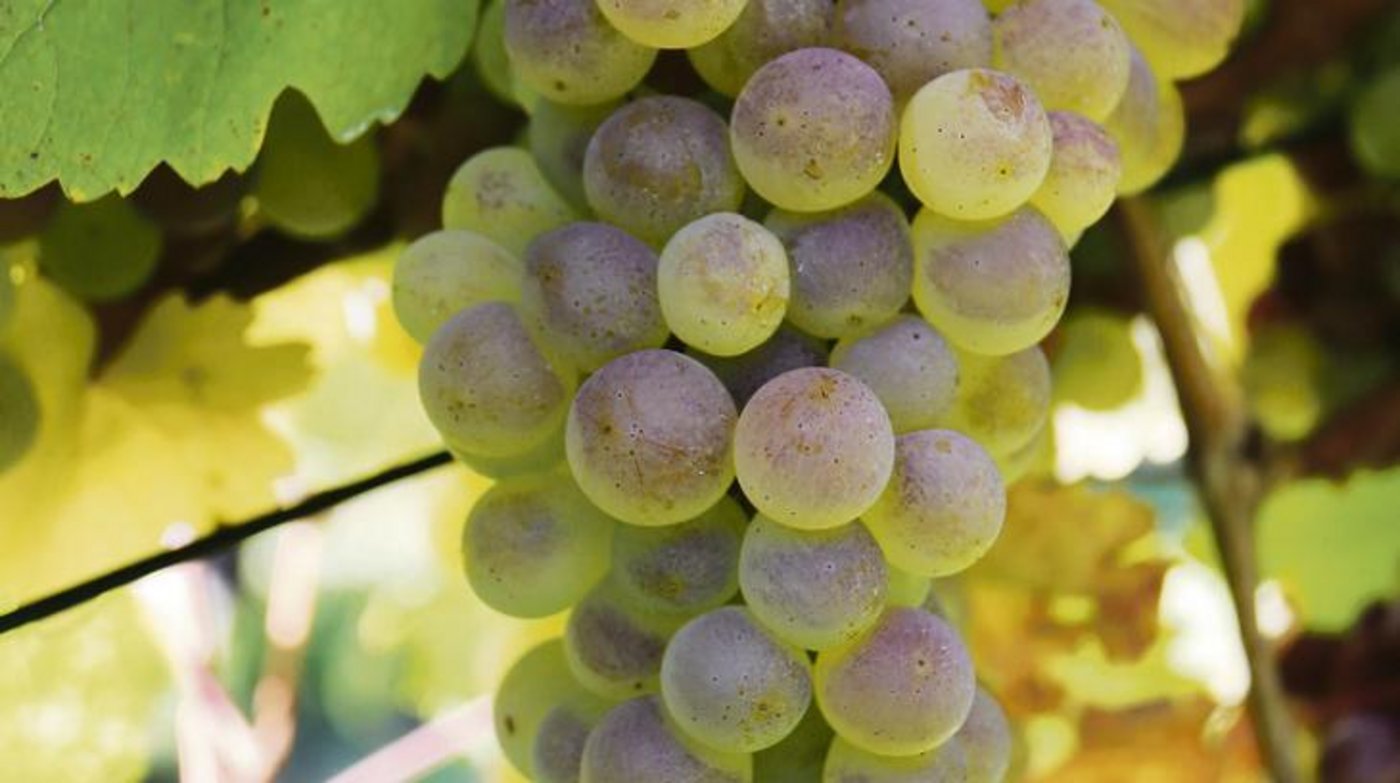 Die Sanovita-Produkte sollen dazu beitragen, dass es auch ohne synthetischen Pflanzenschutz möglich wird, gesunde Trauben wie hier der Räuschling zu produzieren. (Bilder romü)