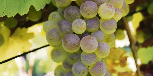 Die Sanovita-Produkte sollen dazu beitragen, dass es auch ohne synthetischen Pflanzenschutz möglich wird, gesunde Trauben wie hier der Räuschling zu produzieren. (Bilder romü)