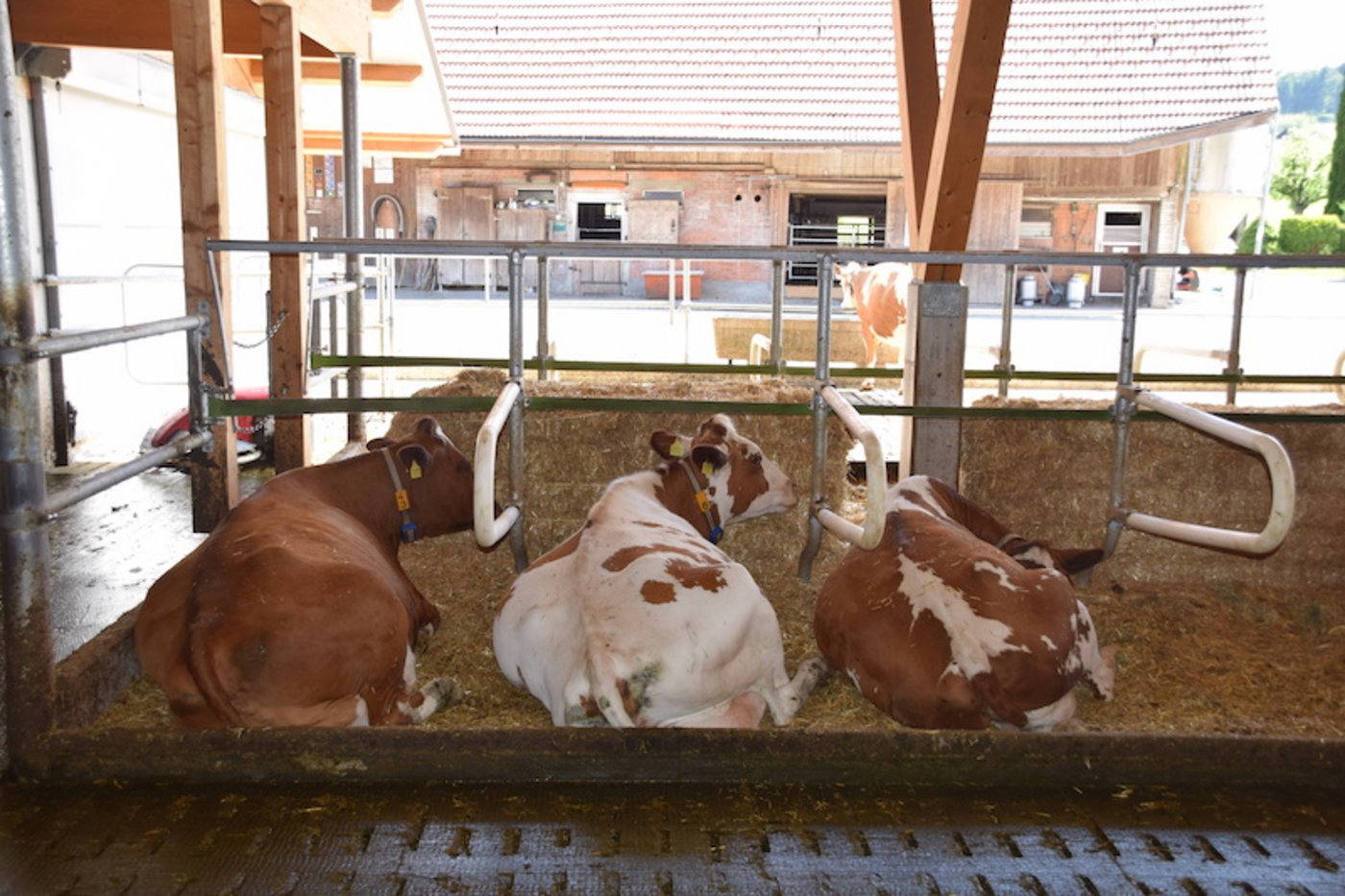 Die Liegeboxen sind mit einer Stroh-Kalk-Mischung ausgestattet.