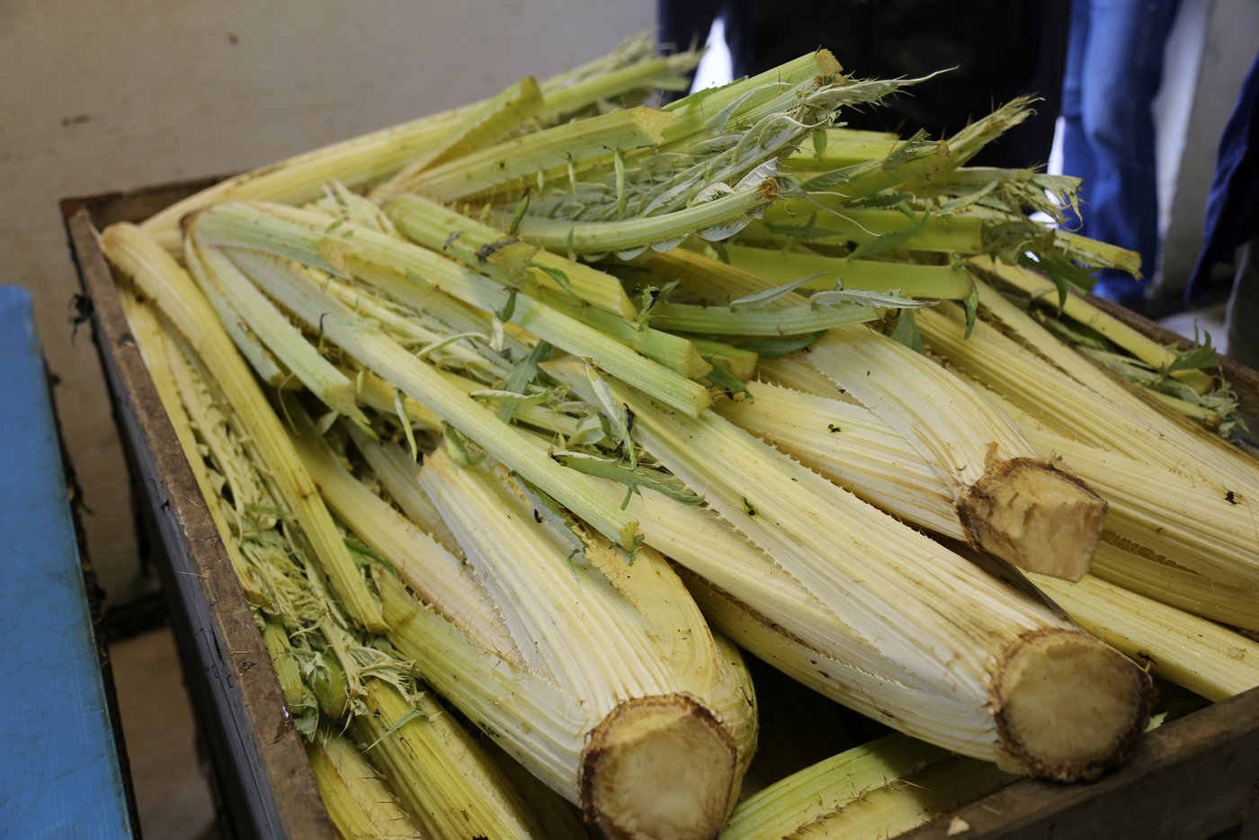 Geernteter Kardy bereit zum Transport. 