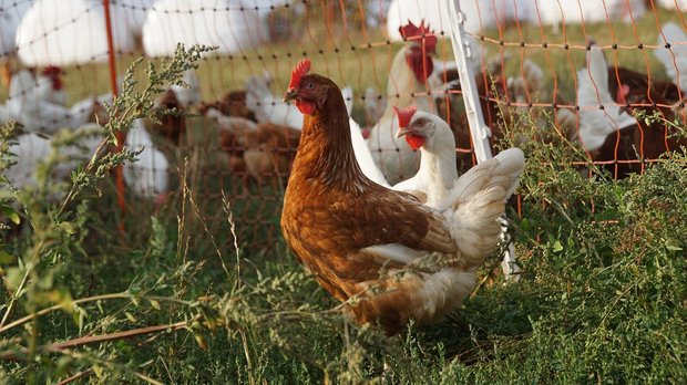 Wegen der in Europa zur Vogelgrippe-Prävention vielerorts verhängten Stallpflicht gibt es wenig Freilandeier. (Bild e2grafikwerkstatt/Pixabay)