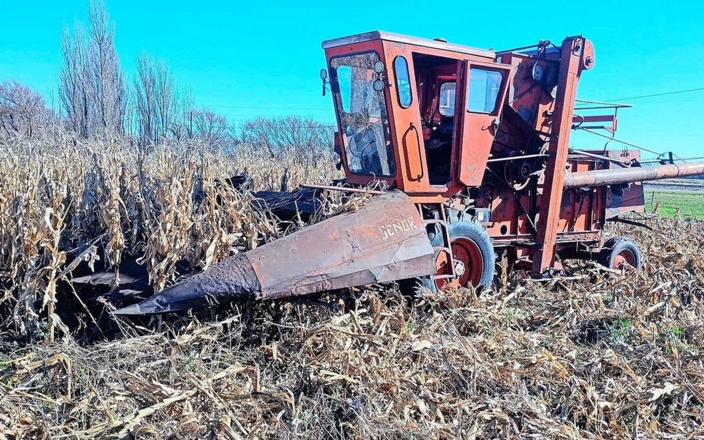 Die alte «Mähdrescher-Dame» von Egon Tschols Lohnunternehmer im Einsatz auf dem Maisfeld. Es ist das erste Jahr, in dem der Auswanderer maschinell auf fünf Hektaren Mais säen konnte. 