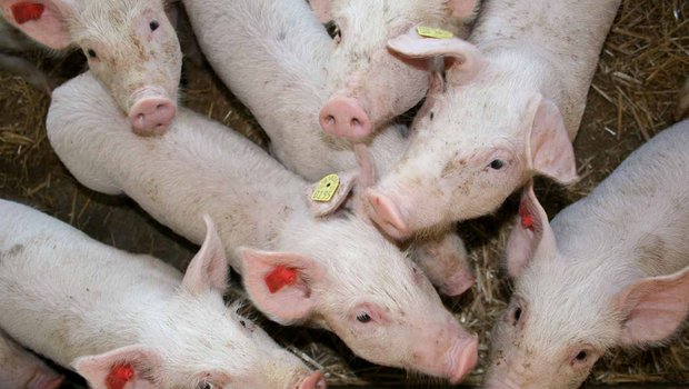 Die EU exportiert am meisten Schweinefleisch nach China, gefolgt von Japan und Südkorea. (Symbolbild, landwirtschaft.ch/Dominic Meyerhans)