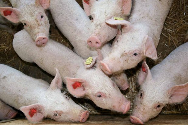 Die EU exportiert am meisten Schweinefleisch nach China, gefolgt von Japan und Südkorea. (Symbolbild, landwirtschaft.ch/Dominic Meyerhans)