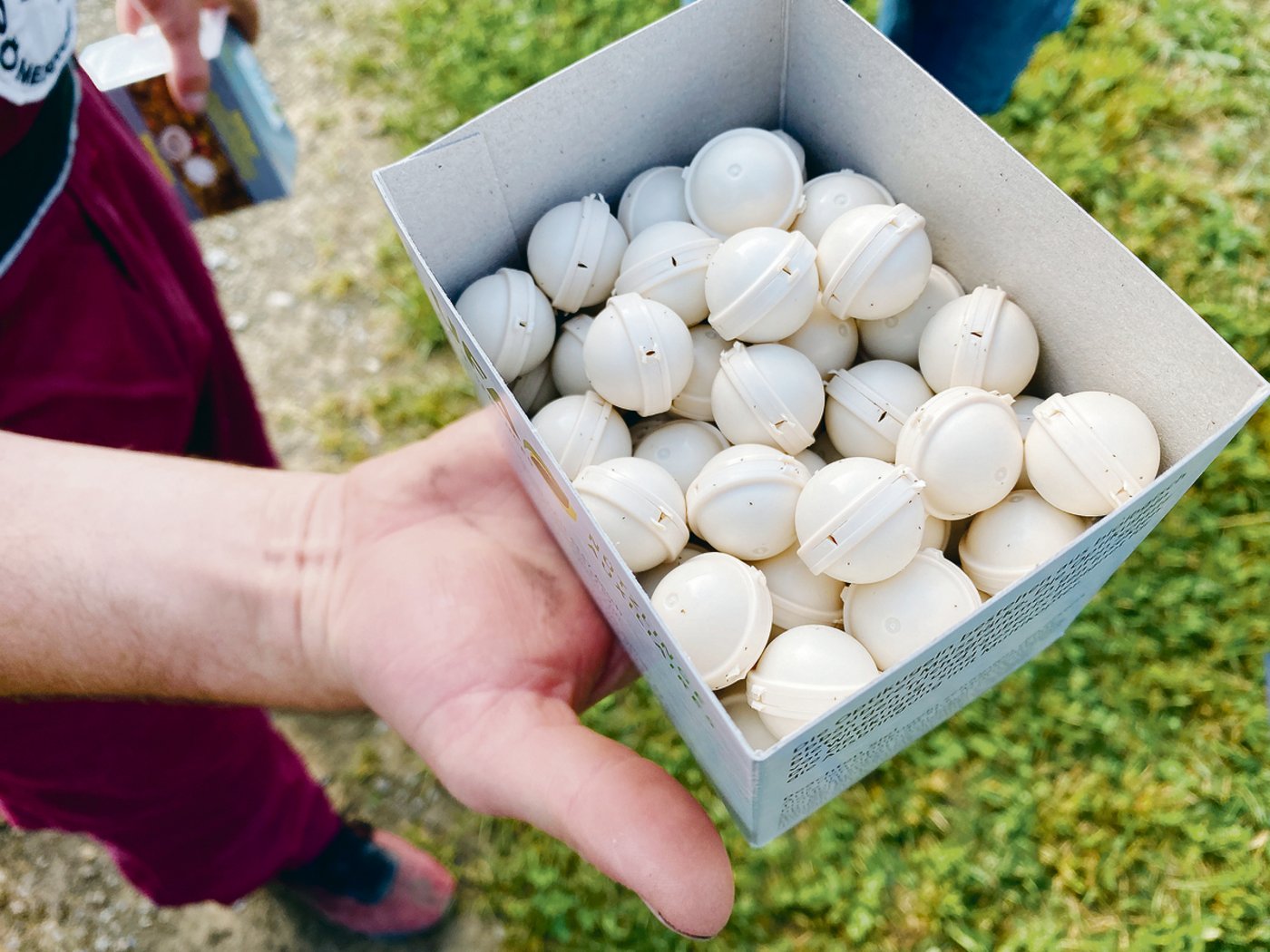 Mit zwei Ausbringungsterminen werden total 200 '000 Trichogramma-Schlupfwespen pro Hektare ausgebracht. 