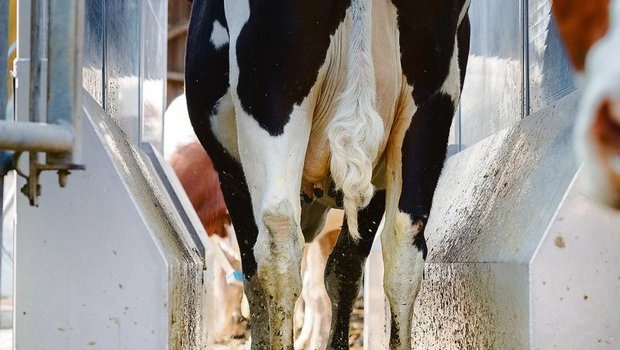 Dauerbrenner Mortellaro: Das Klauenbad hilft bei der Bekämpfung. Wichtig ist auch Vorsicht beim Tierverkehr.(Bild Johanna Bossart /«die grüne»)