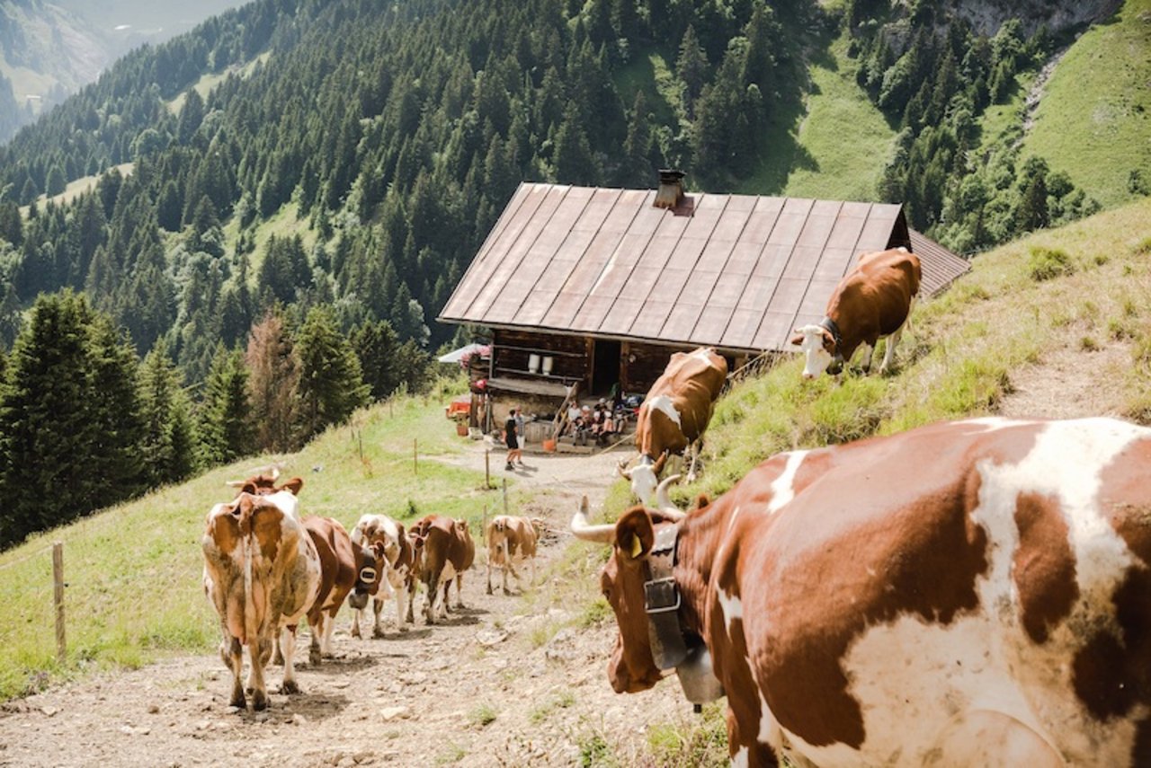 Das idyllische Chalet der Familie Berra steht oberhalb von Champéry. (Bild Région Dents du Midi/Niels Ebel)