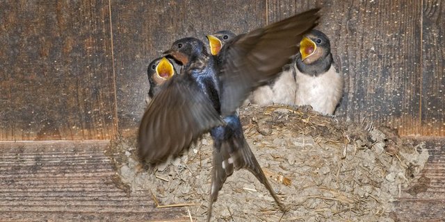 Eine Rauchschwalbe füttert ihren Nachwuchs. (Bild Daniel Hubacher/landwirtschaft.ch)